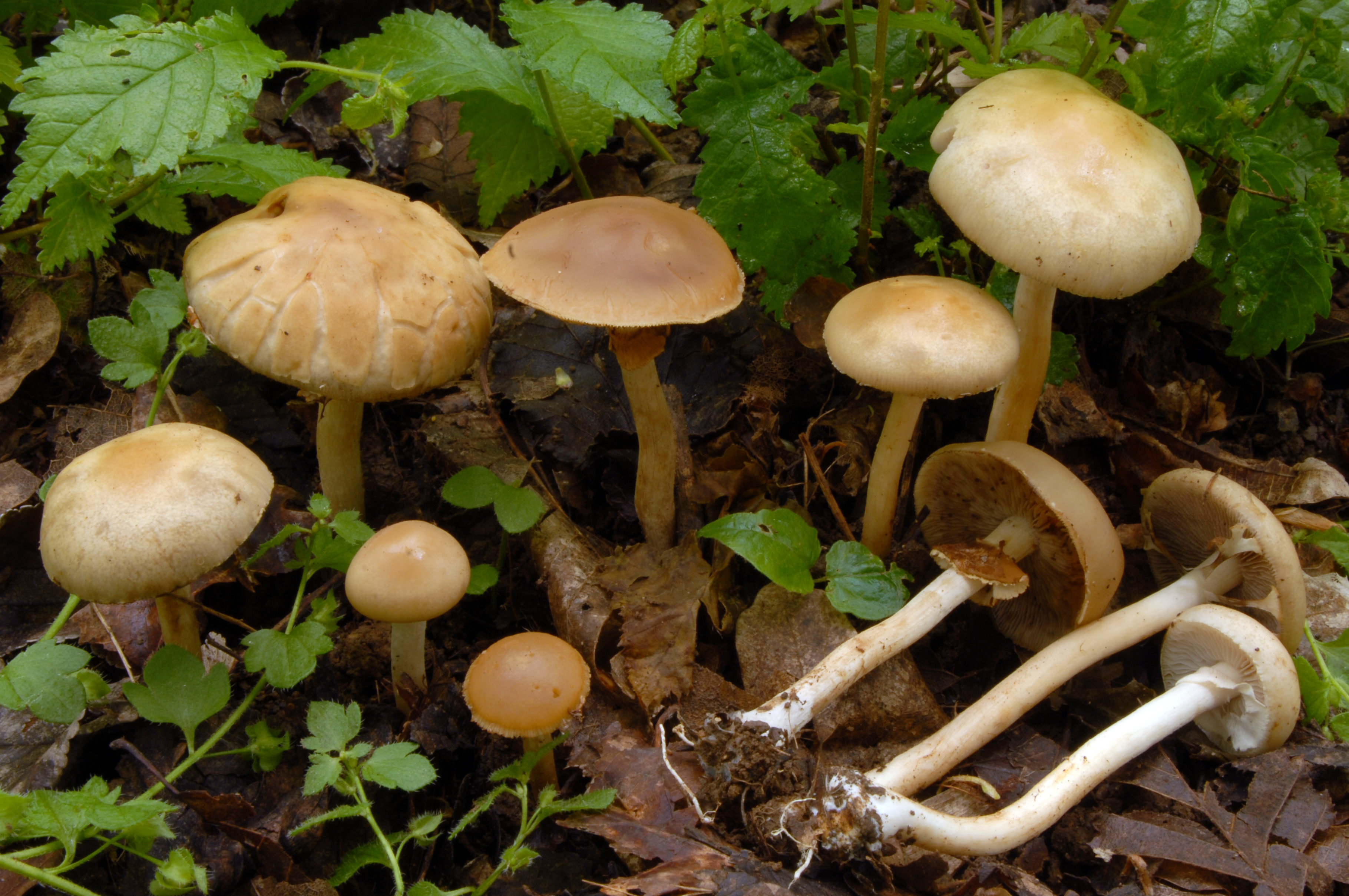Foto Agrocybe praecox